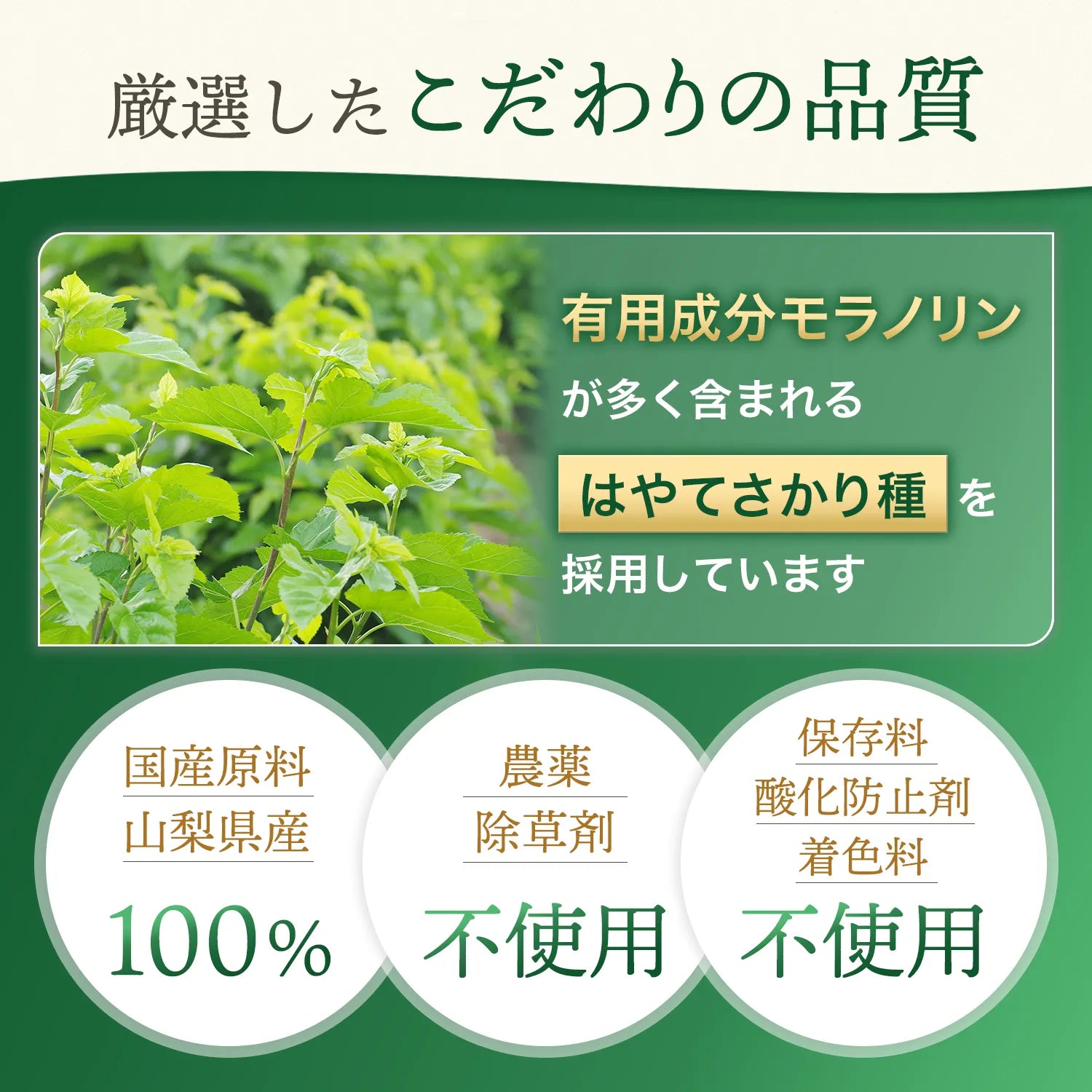 桑の葉茶