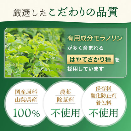 桑の葉茶